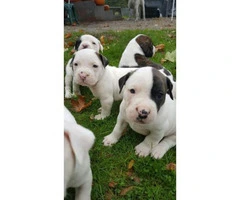 all american bulldog puppies for sale - 7
