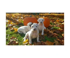 all american bulldog puppies for sale - 8