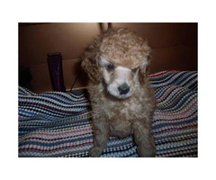 toy poodle apricot for sale