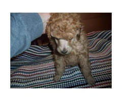 toy poodle apricot for sale - 2