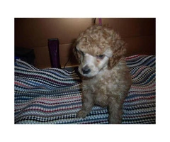 toy poodle apricot for sale - 3