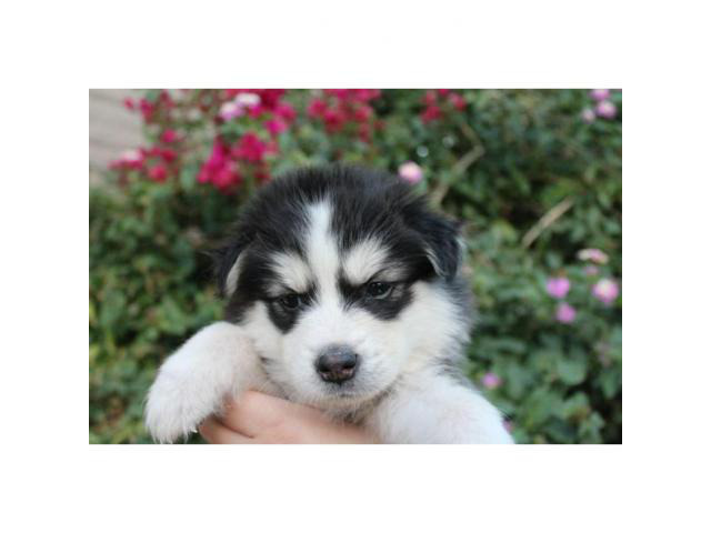 Male Siberian Husky Puppy in Phoenix, Arizona - Puppies ...