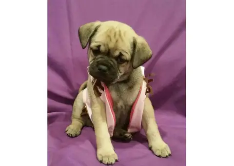 4 female Pug mix puppies left for adoption