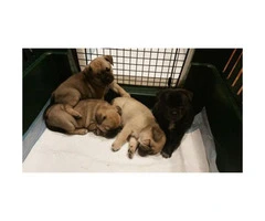 4 female Pug mix puppies left for adoption - 7