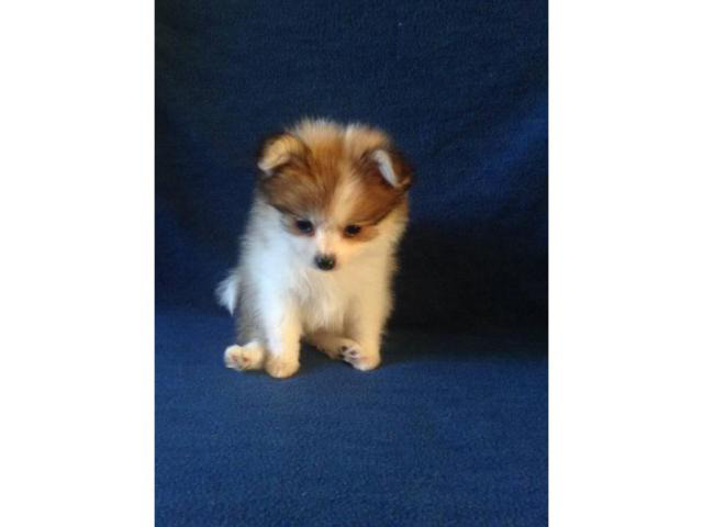 4 left Purebred Pomeranian puppies in Indianapolis, Indiana - Puppies