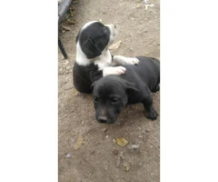 pitbull puppies for sale indiana