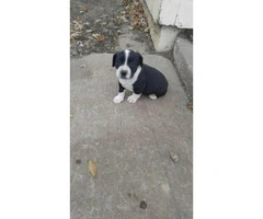 pitbull puppies for sale indiana - 2