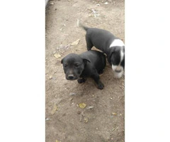 pitbull puppies for sale indiana - 6