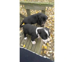pitbull puppies for sale indiana - 8