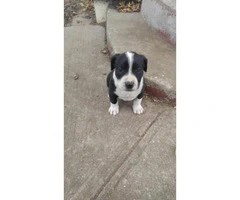 pitbull puppies for sale indiana - 10