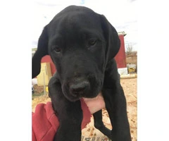 8 weeks old great dane puppy for sale