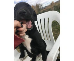 8 weeks old great dane puppy for sale - 2