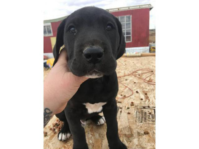 8 weeks old great dane puppy for sale in Melba, Idaho - Puppies for Sale Near Me