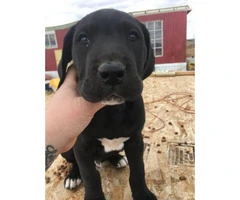 8 weeks old great dane puppy for sale - 3