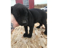 8 weeks old great dane puppy for sale - 4