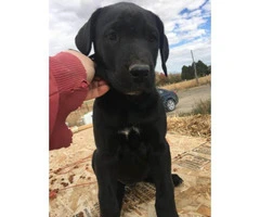 8 weeks old great dane puppy for sale - 5