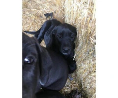 8 weeks old great dane puppy for sale - 6