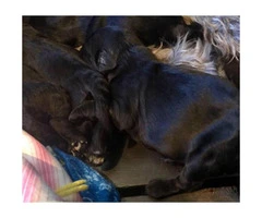 Labradoodle puppies for sale 5 males and 3 females left - 4