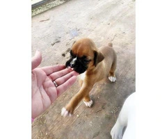 Beautiful AKC Boxer Puppies for sale