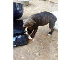 Beautiful AKC Boxer Puppies for sale