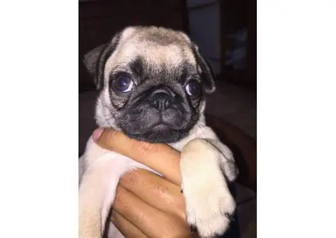 3 pug puppies looking for a home