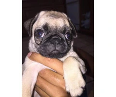 3 pug puppies looking for a home