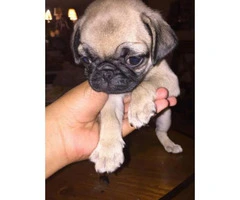 3 pug puppies looking for a home - 2