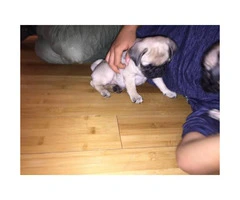 3 pug puppies looking for a home - 3