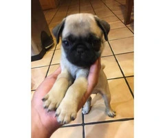 3 pug puppies looking for a home - 4