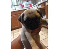 3 pug puppies looking for a home - 5