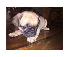 3 pug puppies looking for a home - 6