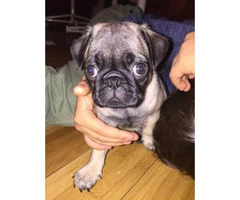 3 pug puppies looking for a home - 7