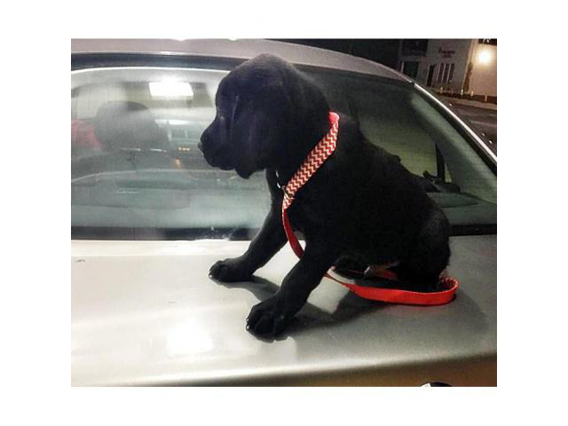 black lab puppies for sale in Greenville, South Carolina