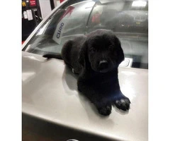 black lab puppies for sale - 4