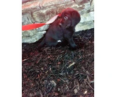 black lab puppies for sale - 5