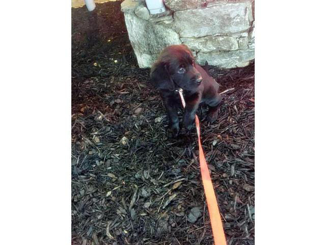 black lab puppies for sale in Greenville, South Carolina ...