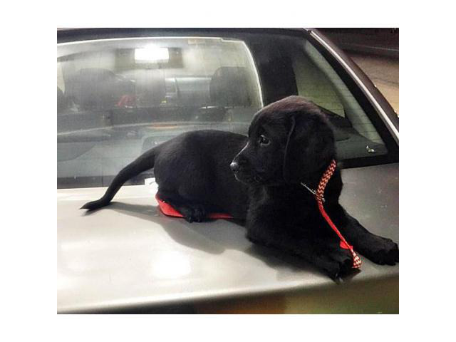 black lab puppies for sale in Greenville, South Carolina