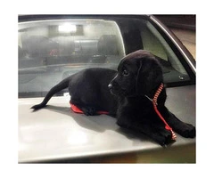 black lab puppies for sale - 8
