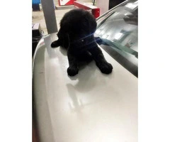 black lab puppies for sale - 10