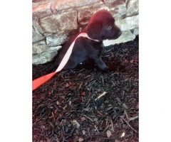 black lab puppies for sale - 11