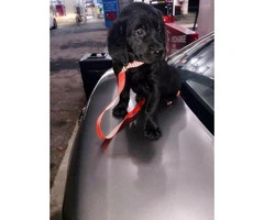 black lab puppies for sale - 12