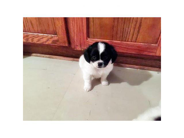 Black and White Shih Tzu Puppy Puppies for Sale Near Me