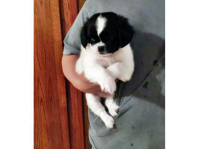 Black and White Shih Tzu Puppy Puppies for Sale Near Me