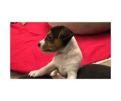 Adorable Beautiful Tri-color Males (2) and White and black Females (2), Jack Russell