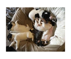 Adorable Beautiful Tri-color Males (2) and White and black Females (2), Jack Russell - 2