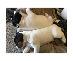 Adorable Beautiful Tri-color Males (2) and White and black Females (2), Jack Russell - 3
