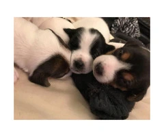 Adorable Beautiful Tri-color Males (2) and White and black Females (2), Jack Russell - 4