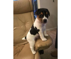 Adorable Beautiful Tri-color Males (2) and White and black Females (2), Jack Russell - 5