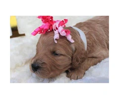 Beautiful Goldendoodle puppies available - 1