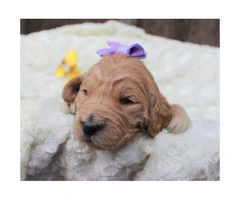 Beautiful Goldendoodle puppies available - 2